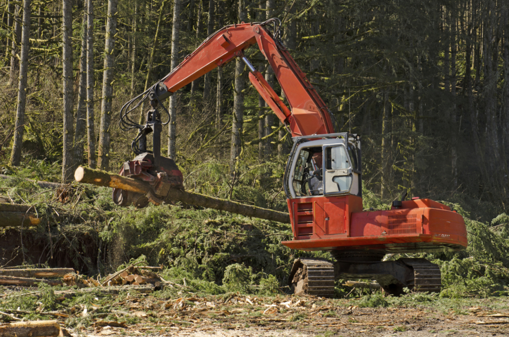 A logging harversting or processing head is being used to delimb and cut to length logs before stacking